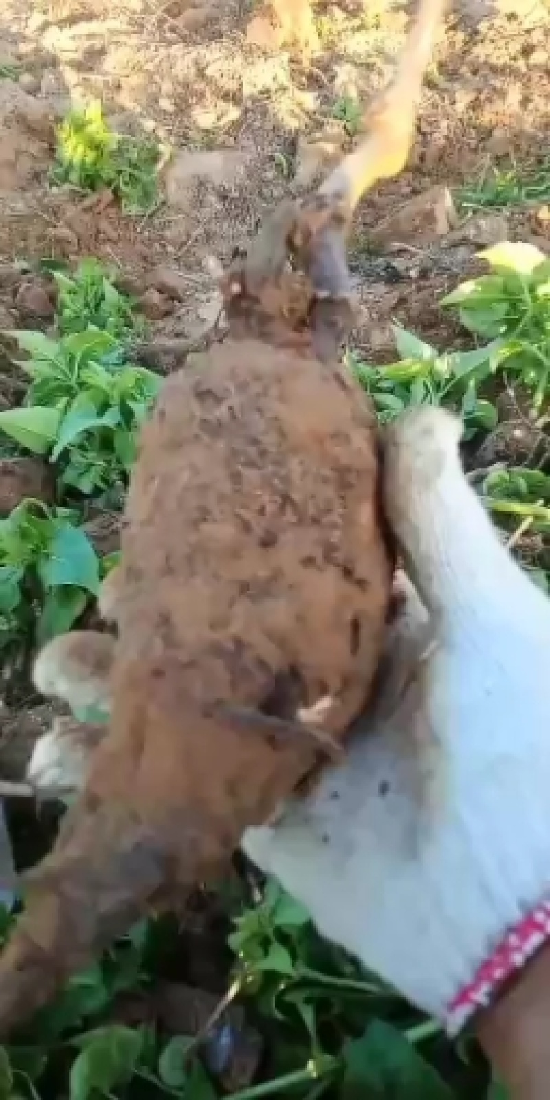 紫茉莉根干片。入地老鼠跟病。