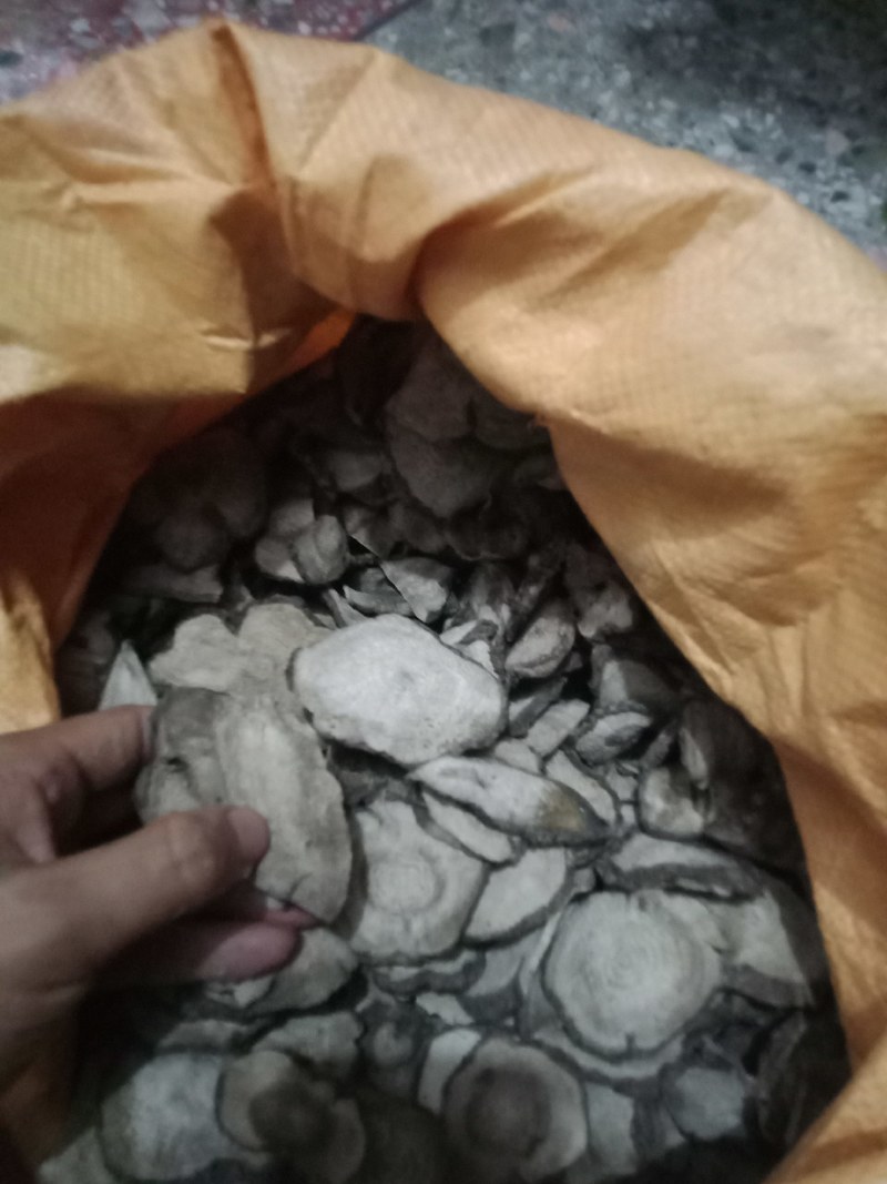 紫茉莉根干片。入地老鼠跟病。