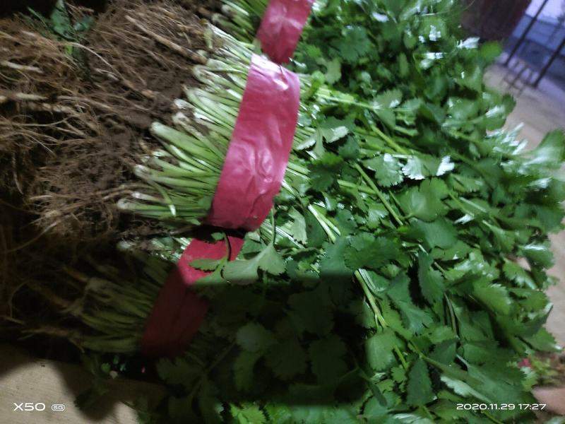 河北邯郸香菜一年四季供应精品香菜，价格合理，质量保证