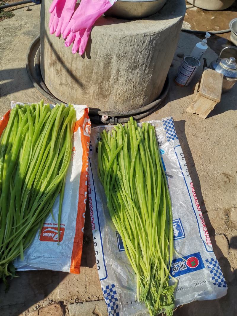 云南莴笋干贡菜苔干莴笋干莴笋干自制干货窝笋莴苣干，