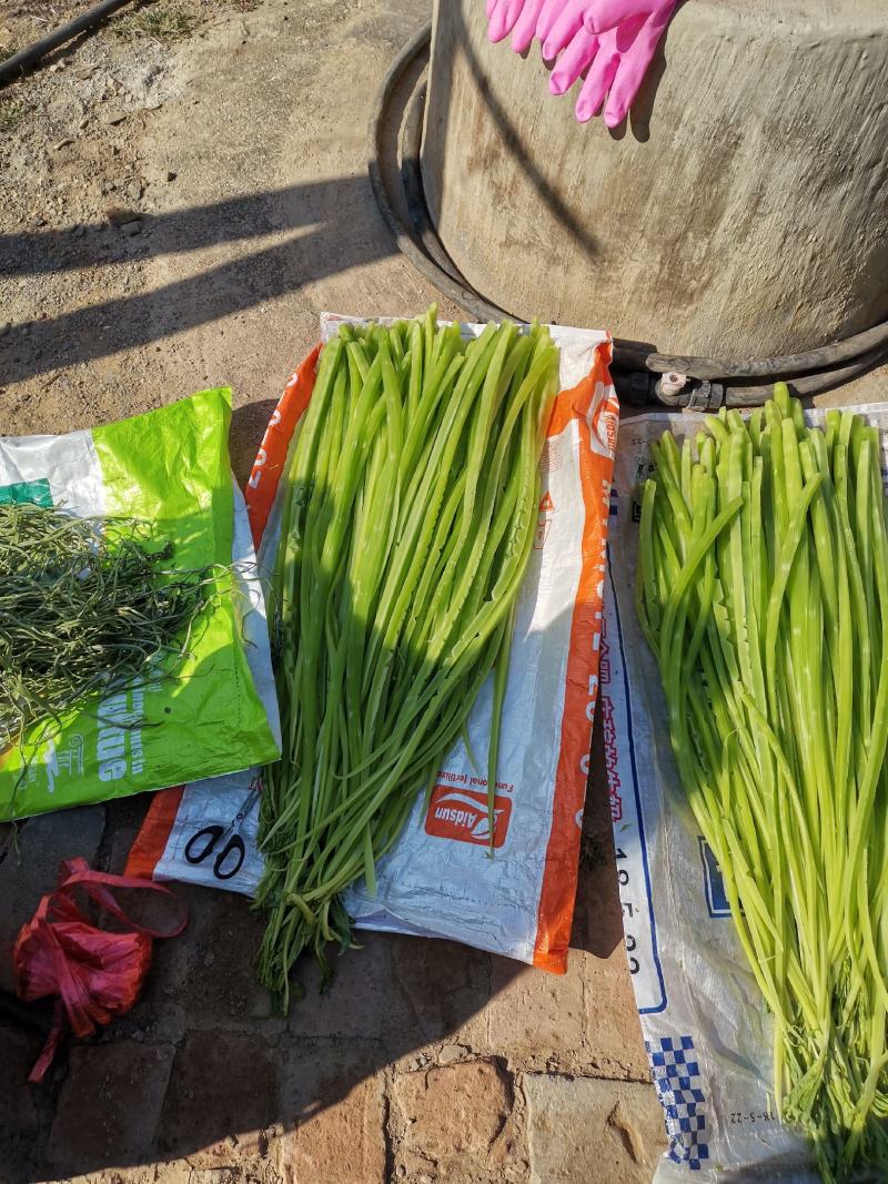 云南莴笋干贡菜苔干莴笋干莴笋干自制干货窝笋莴苣干，