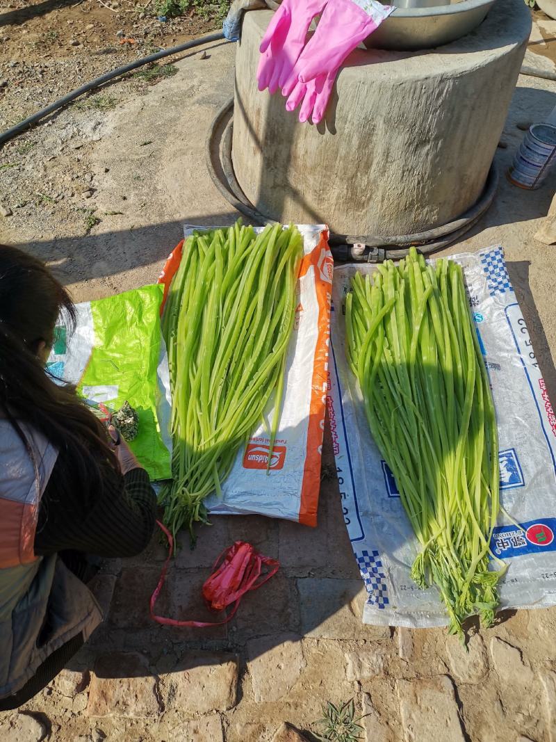 云南莴笋干贡菜苔干莴笋干莴笋干自制干货窝笋莴苣干，