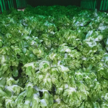 儿儿菜现在已经上市了哦！欢迎各位新老客户前来选购