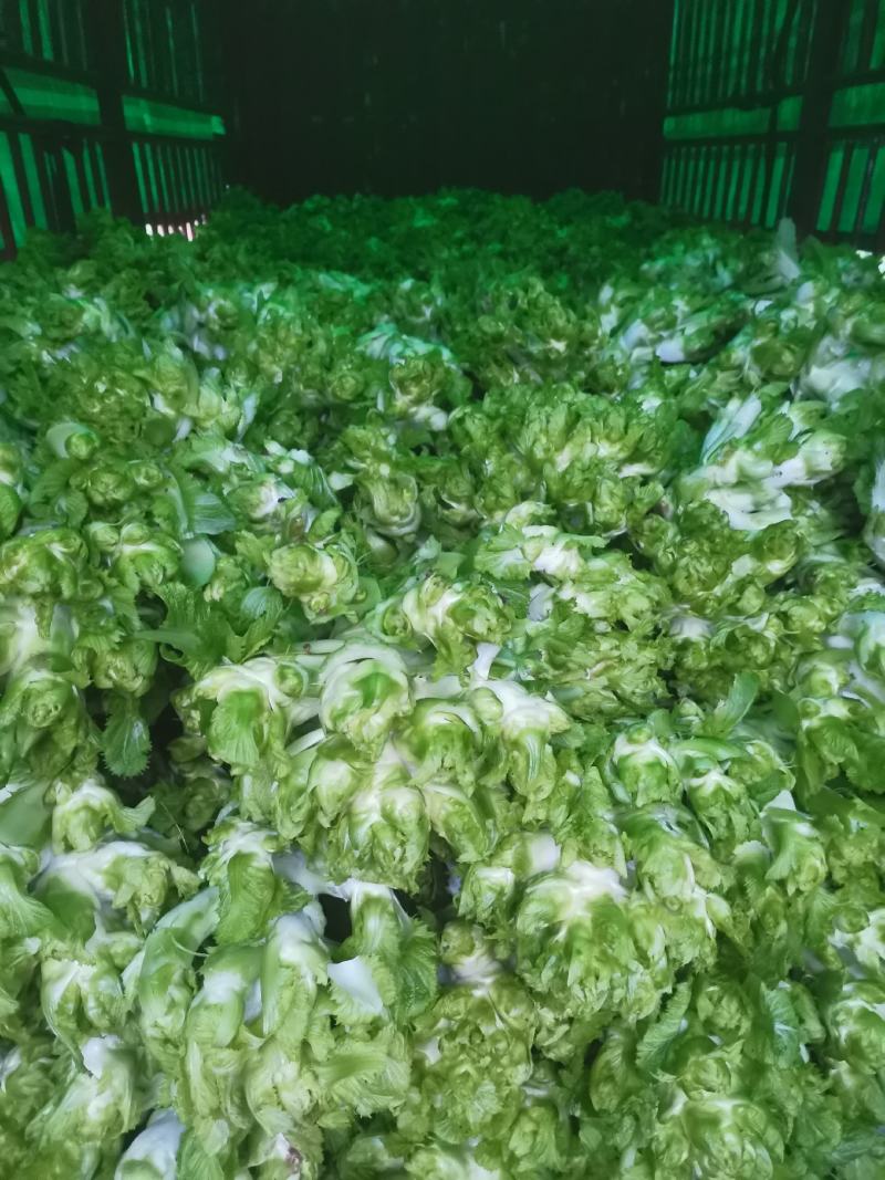 儿儿菜现在已经上市了哦！欢迎各位新老客户前来选购
