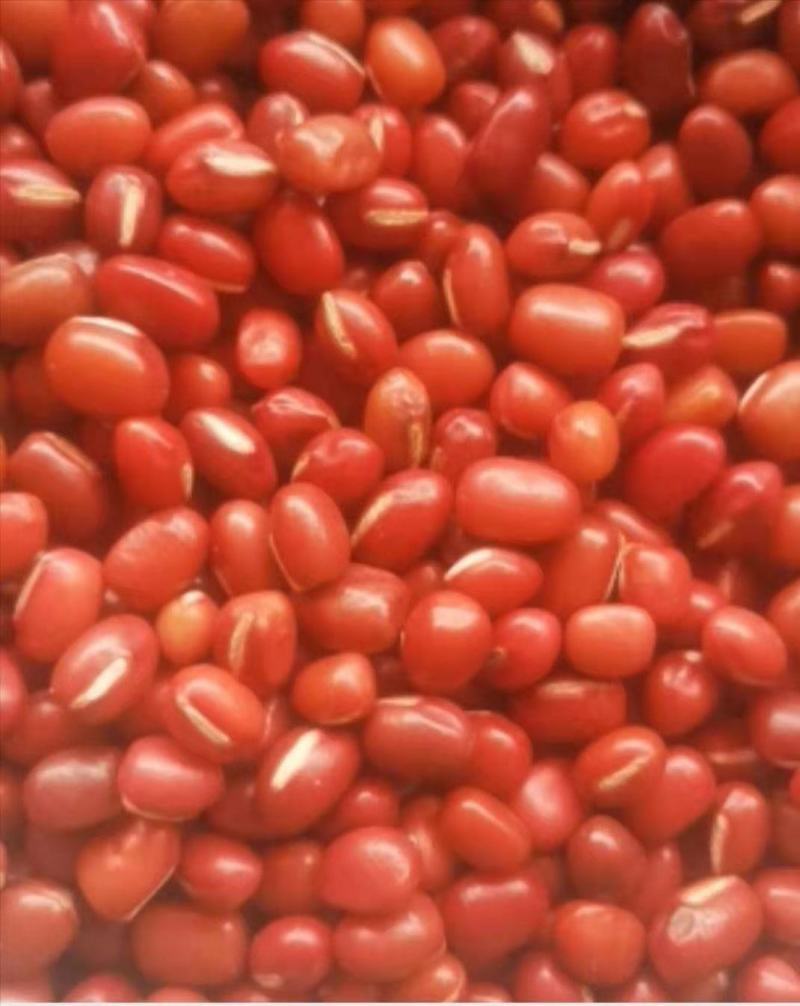 珍珠红小豆，，，，，，，，，，
