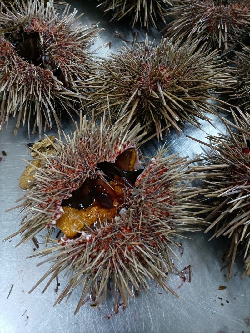 活鲜海胆批发可供日料店即食种类多样欢迎咨询
