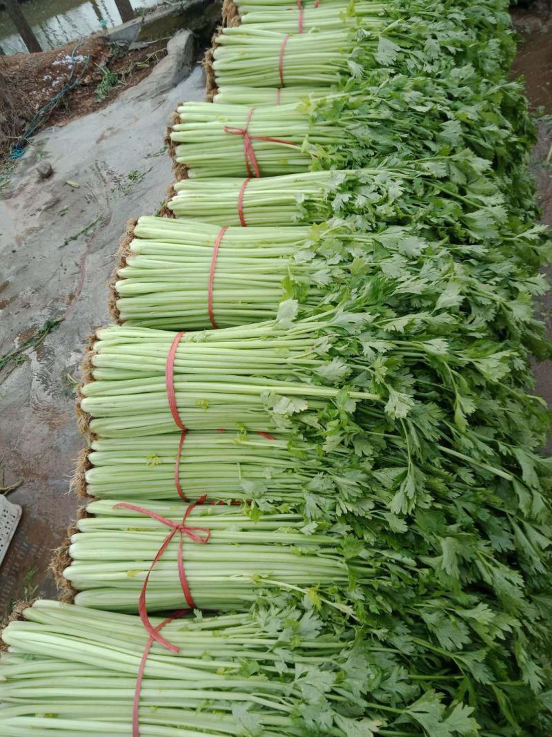 山东沂水优质玻璃脆小西芹芹菜种植基地可视频看货可发车