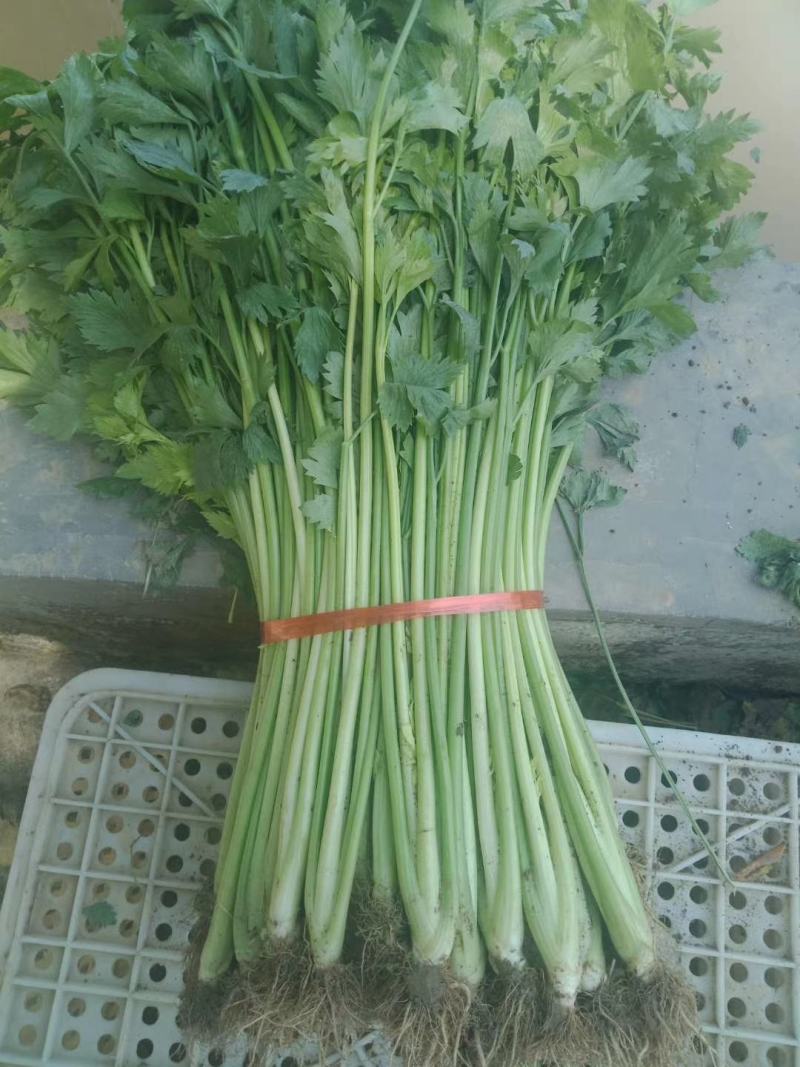山东沂水优质玻璃脆小西芹芹菜种植基地可视频看货可发车