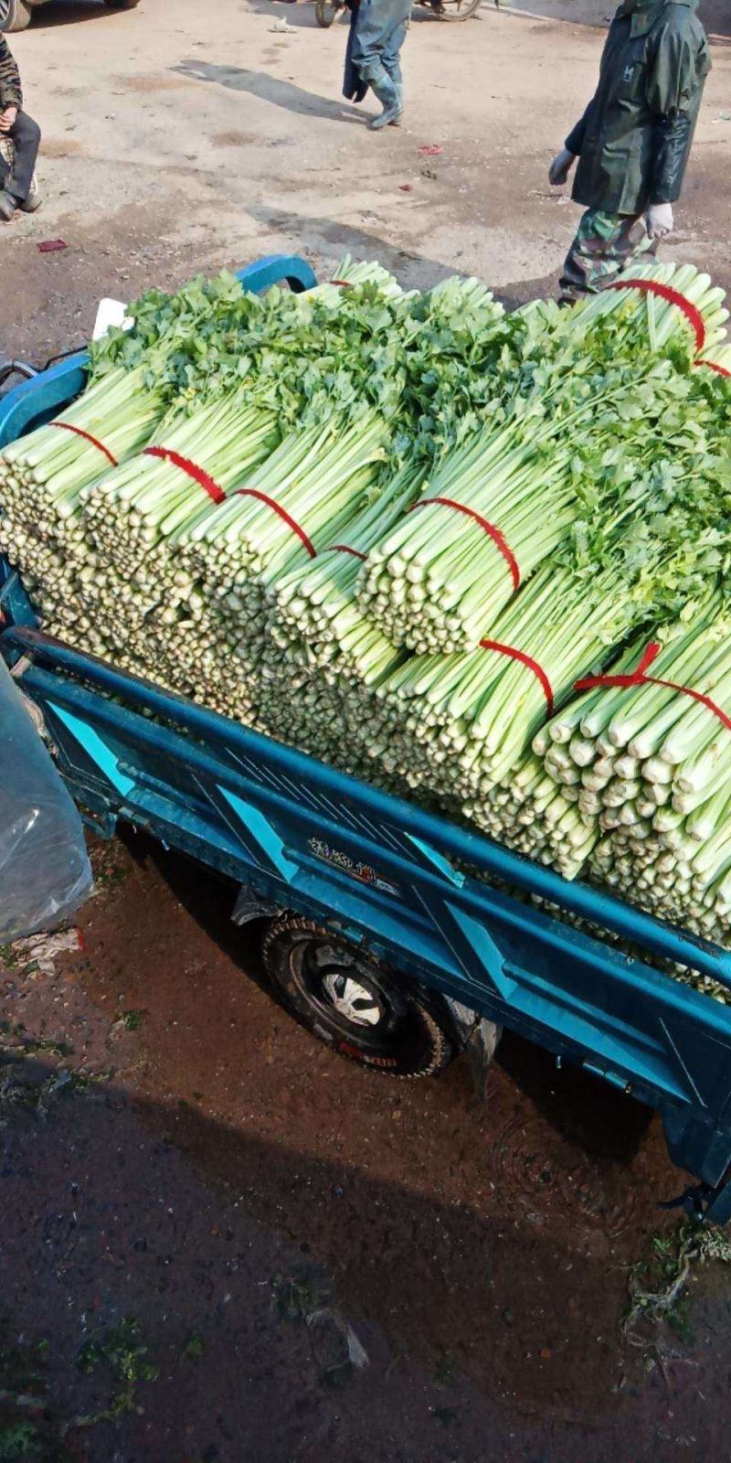山东沂水优质玻璃脆小西芹芹菜种植基地可视频看货可发车