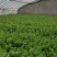 山东沂水优质玻璃脆小西芹芹菜种植基地可视频看货可发车