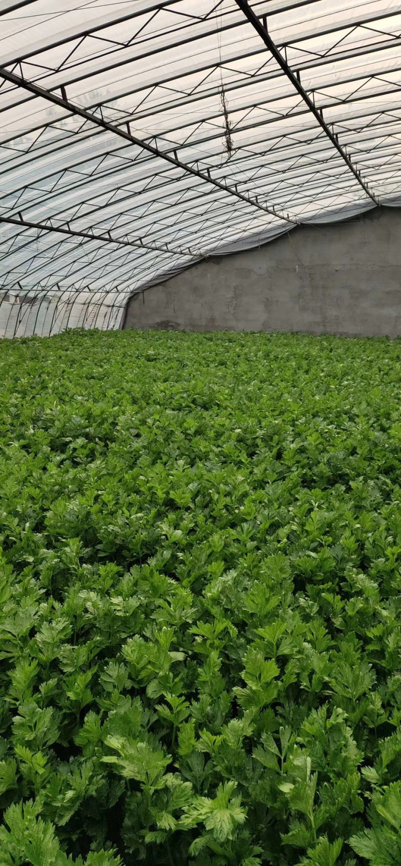 山东沂水优质玻璃脆小西芹芹菜种植基地可视频看货可发车