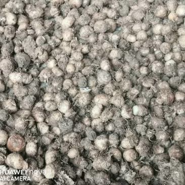 半夏种植基地出售半夏种球
