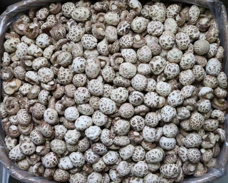 广州人泌阳大花菇河南香菇干蘑菇干又大又漂亮营养丰富