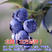 优质蓝莓树苗蓝丰兔眼塞拉公爵薄雾蓝莓树苗品种齐全量大从优