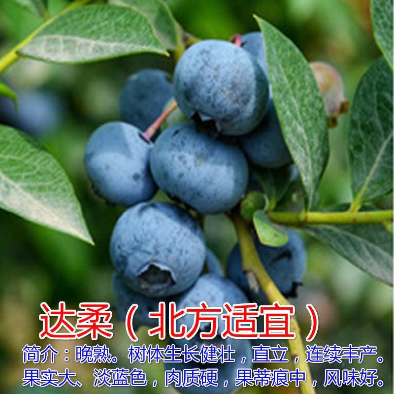 优质蓝莓树苗蓝丰兔眼塞拉公爵薄雾蓝莓树苗品种齐全量大从优