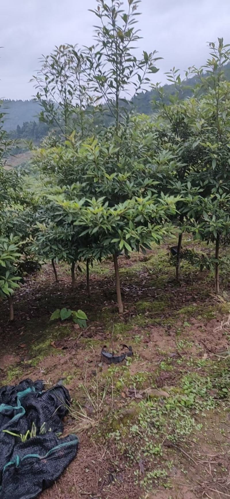 供应金丝楠苗木小叶金丝楠杯栽苗金丝楠庭院景观树金丝楠苗木