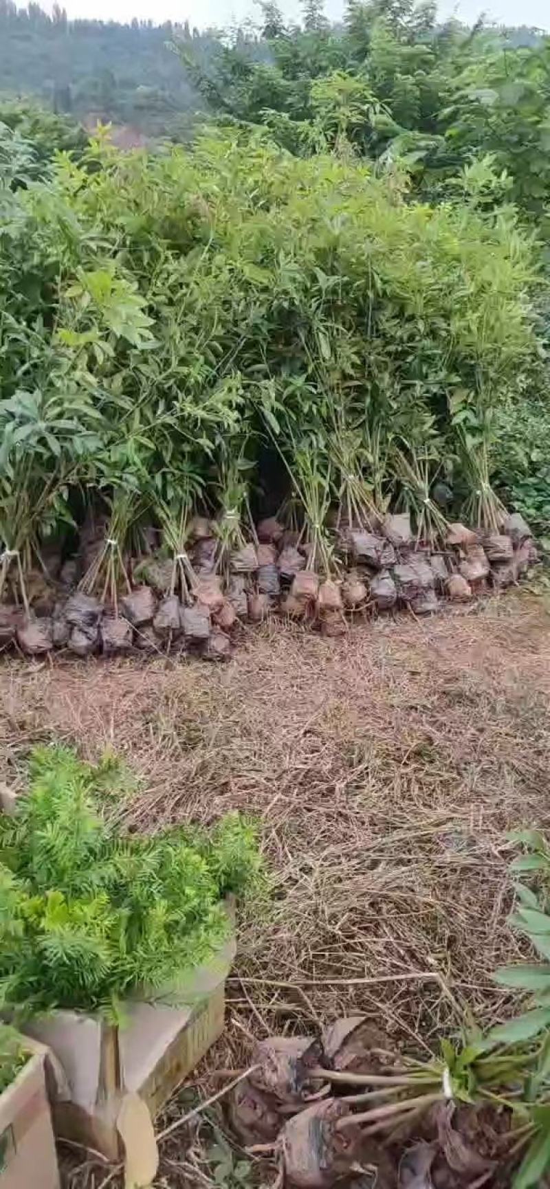 供应金丝楠苗木小叶金丝楠杯栽苗金丝楠庭院景观树金丝楠苗木