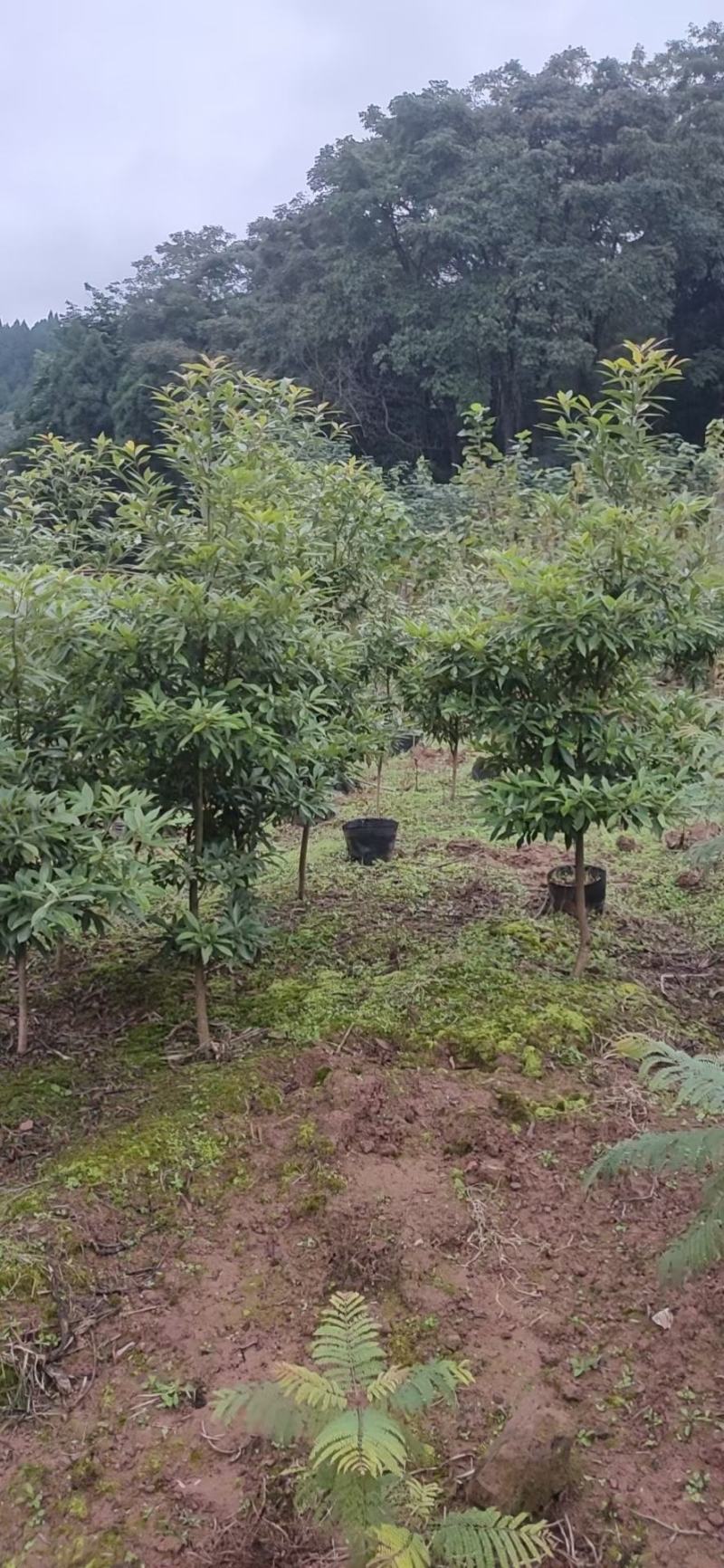 供应金丝楠苗木小叶金丝楠杯栽苗金丝楠庭院景观树金丝楠苗木