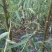 竹柳段，垂柳段，金蝉养殖专用柳树，大量有货