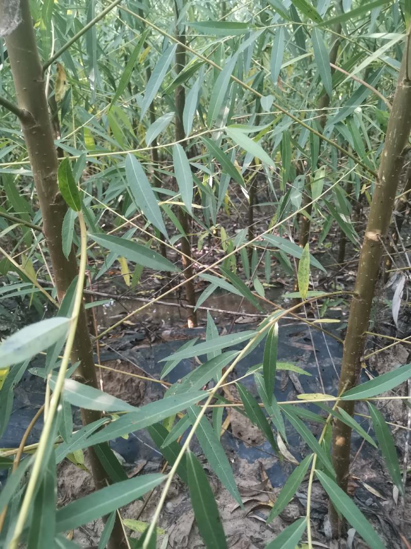 竹柳段，垂柳段，金蝉养殖专用柳树，大量有货