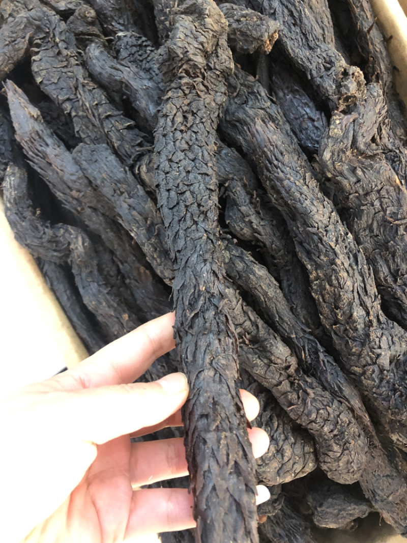 肉苁蓉，野生肉苁蓉，家种肉苁蓉，大量现货，可视频看货