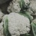 精品90天，青梗散花，松花大量上市，产地直发