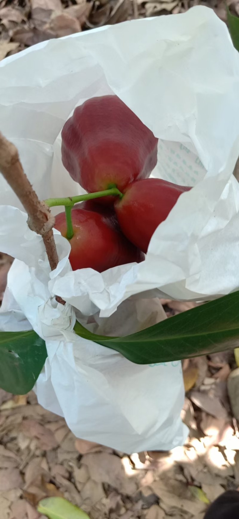 台湾黑金刚莲雾树三到四年头！大约12公分左右有高脚有矮脚