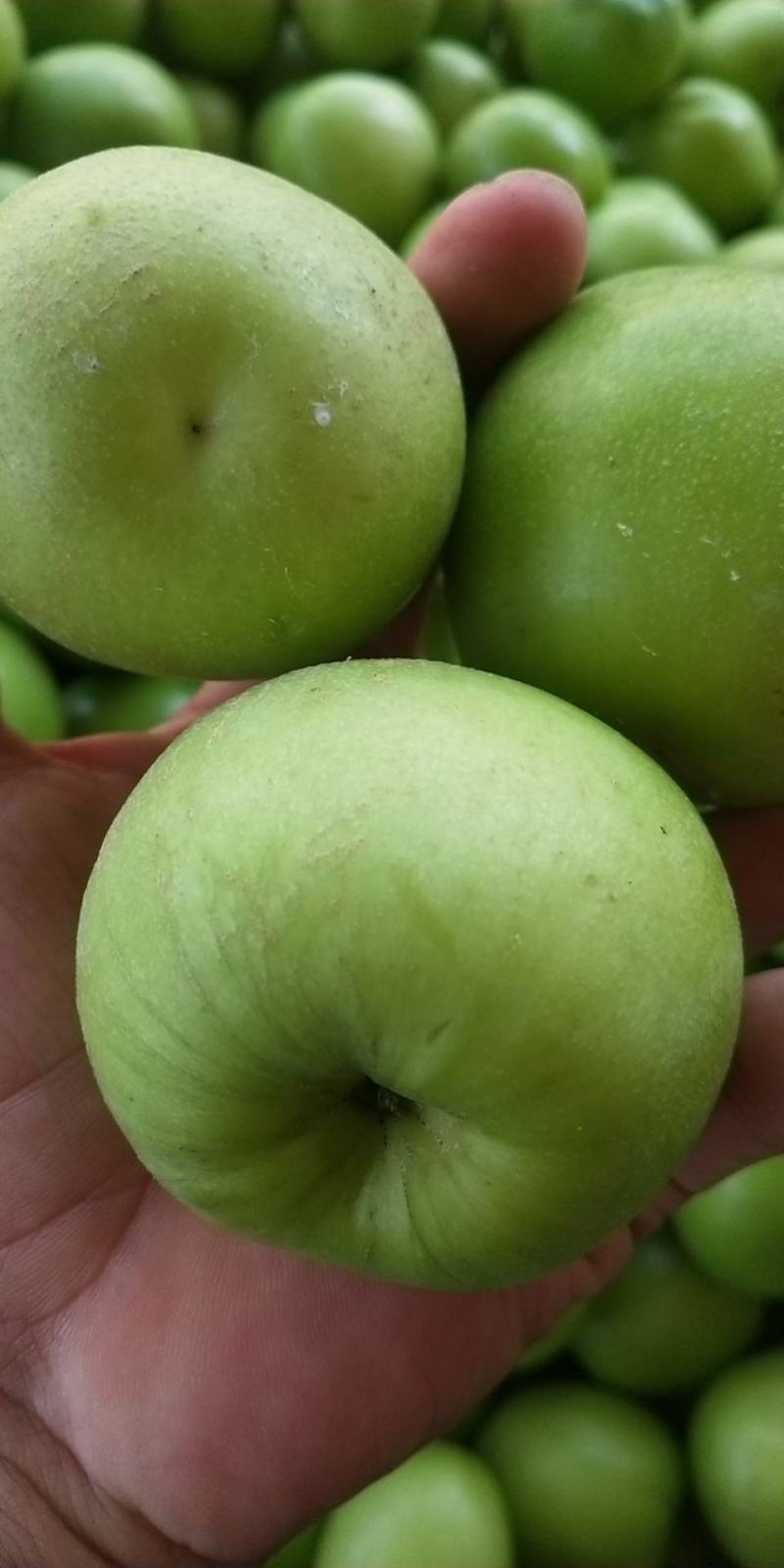 孟定阿豪瓜果蔬菜代办