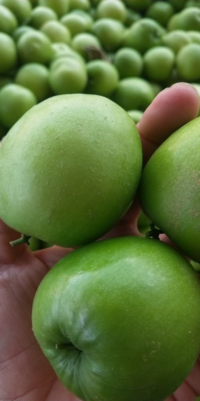 孟定阿豪瓜果蔬菜代办