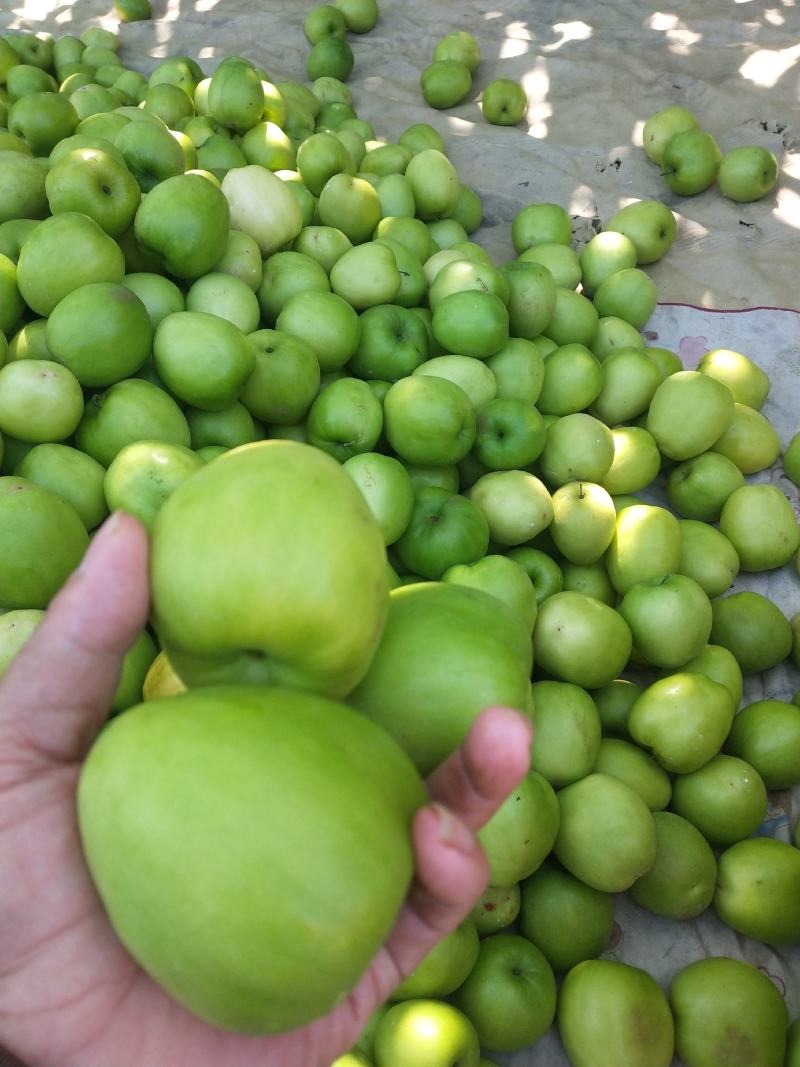 孟定阿豪瓜果蔬菜代办