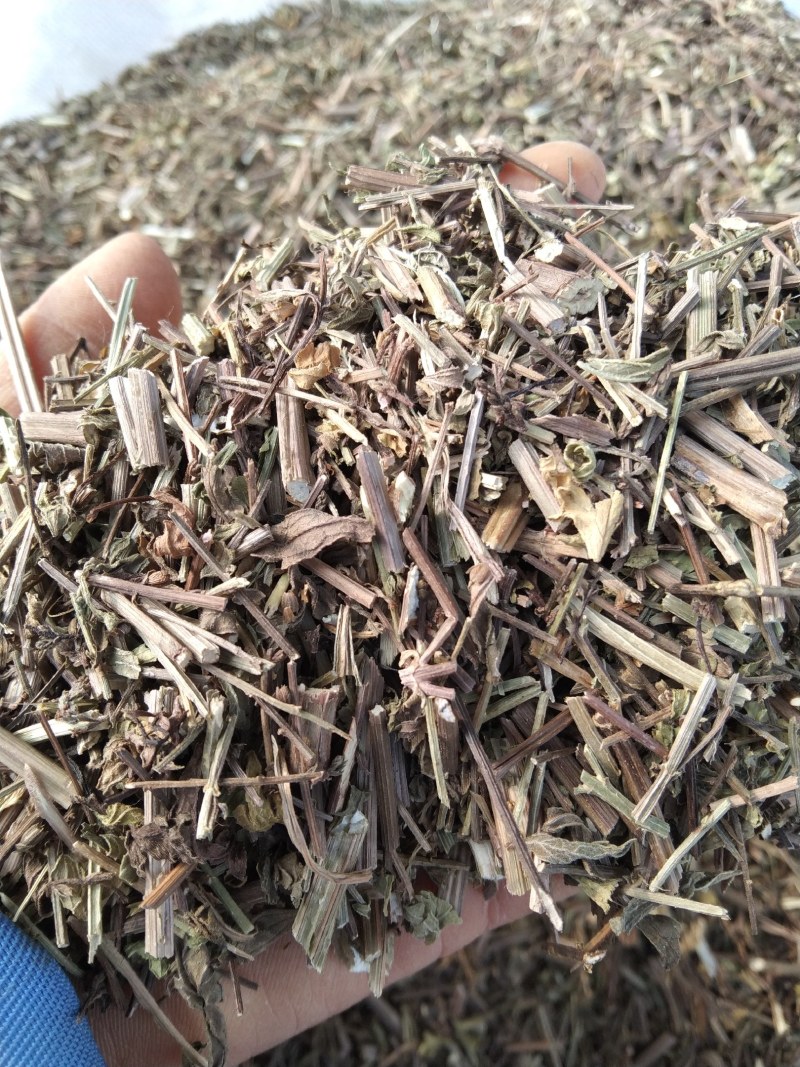 马鞭草产地直供支持线上交易可搭配多品种采购大货联系