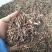 马鞭草产地直供支持线上交易可搭配多品种采购大货联系