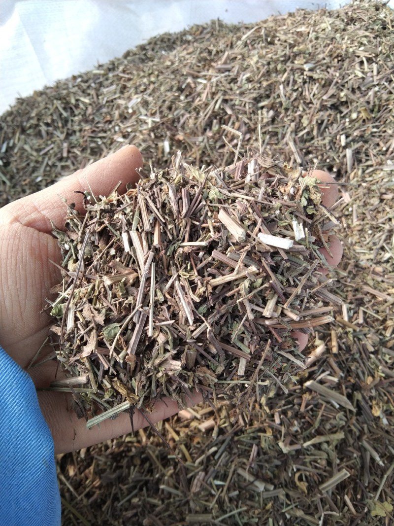 马鞭草产地直供支持线上交易可搭配多品种采购大货联系
