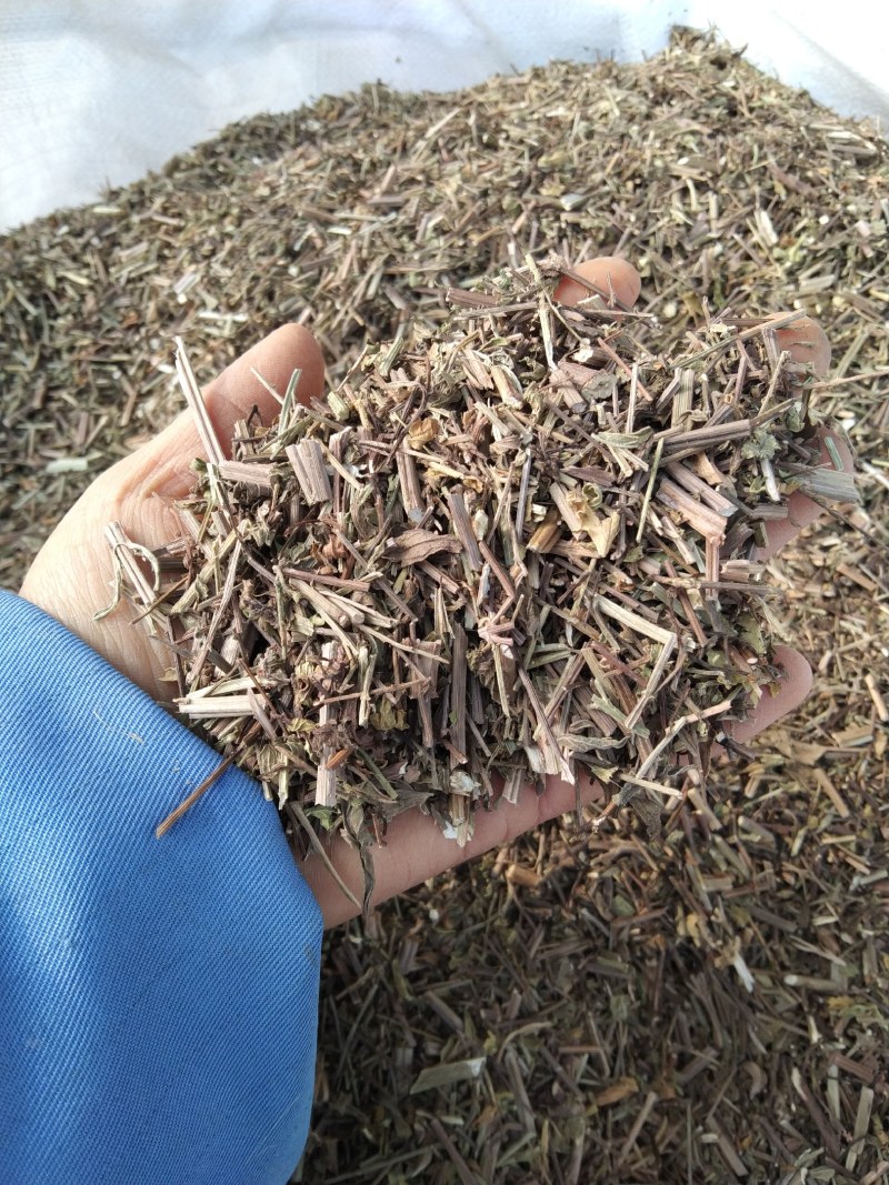 马鞭草产地直供支持线上交易可搭配多品种采购大货联系