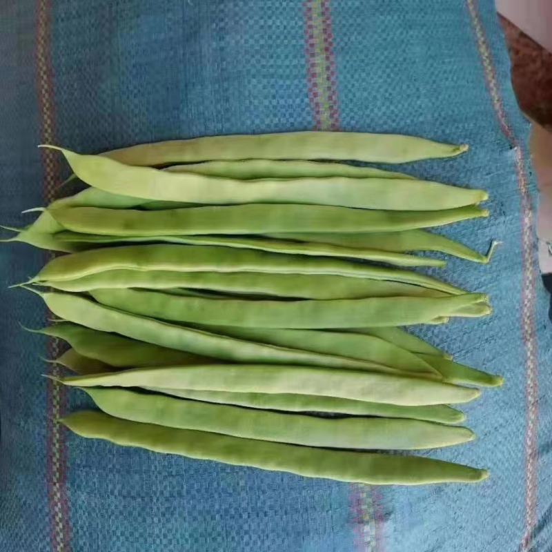 云南保山昌宁精品扁豆上市了！货源充足，质量上乘。优质产区