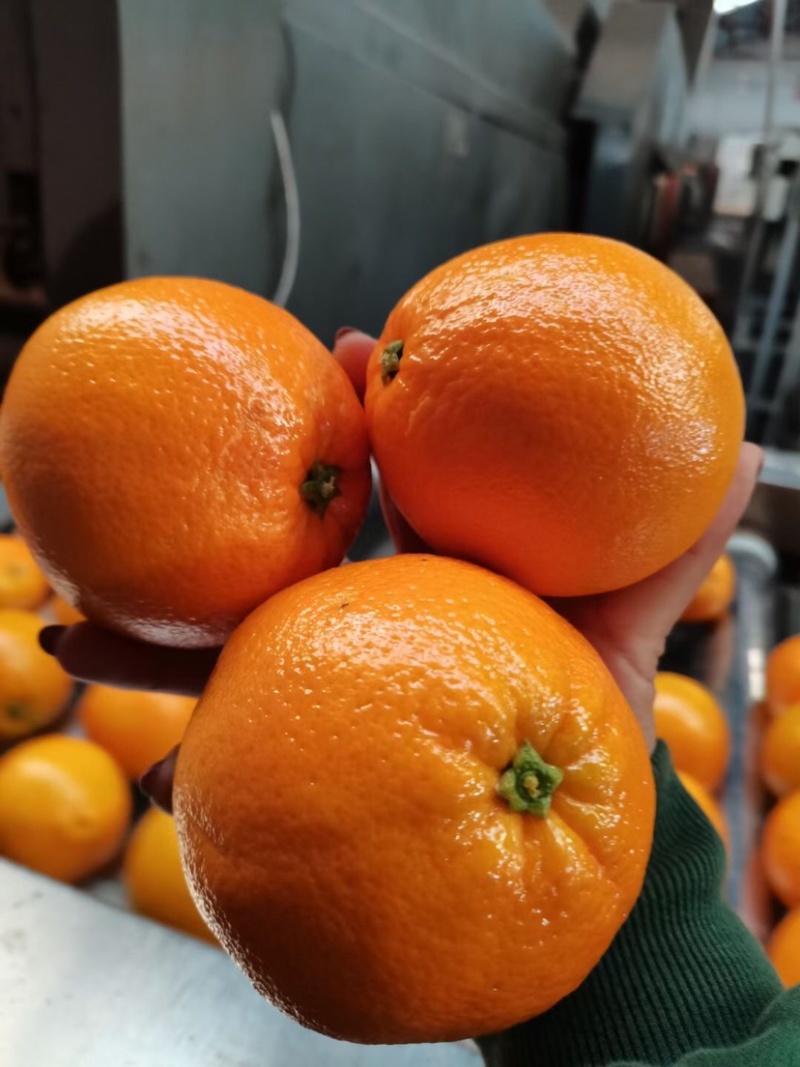 【秭归橙子】湖北脐橙纽荷尔脐橙品质高一手货源长期供货