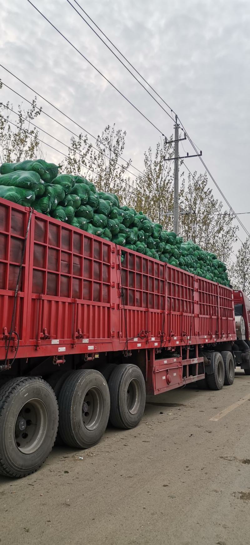 绿禾蔬菜万亩基地精品扁包奥奇娜市场货、加工厂货大量供应