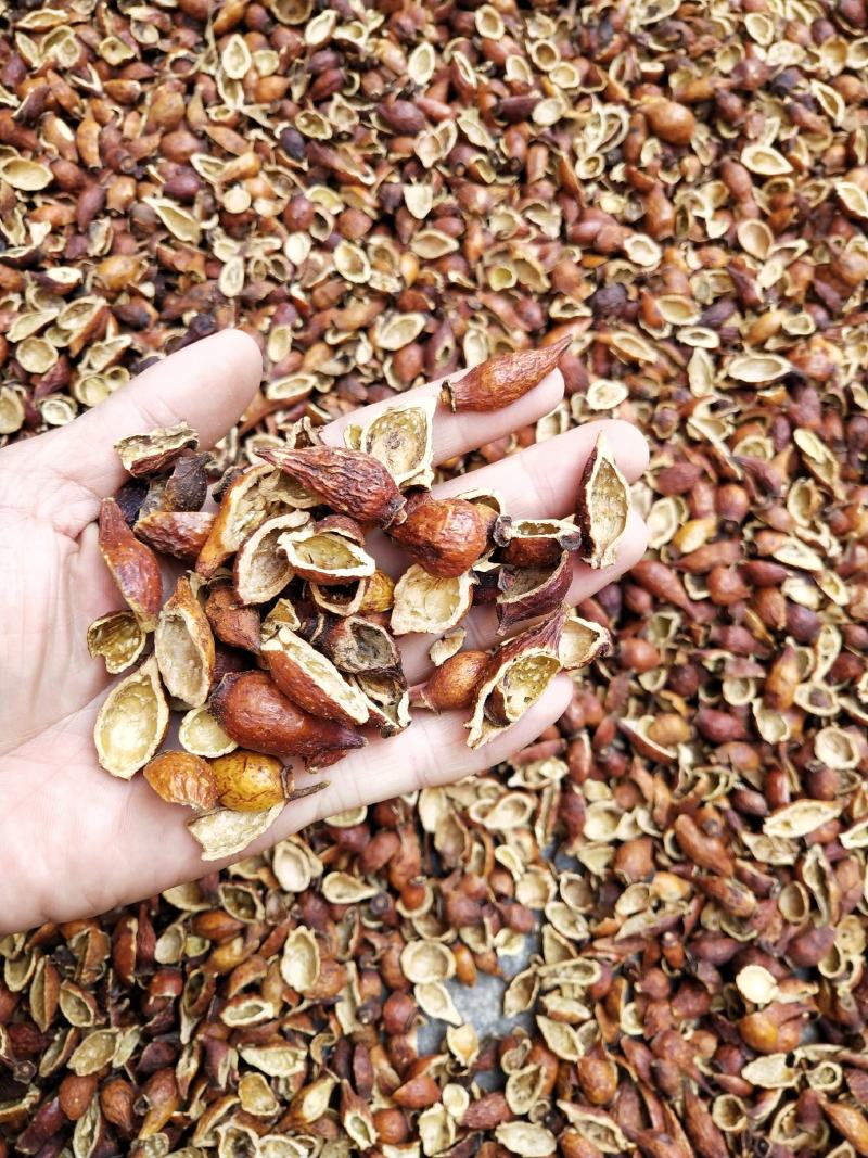 中药材金樱肉，去籽金英子肉，批发，零售，产地发货