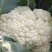 供应广西松花白花白松花菜靓白花菜有机花菜实菜