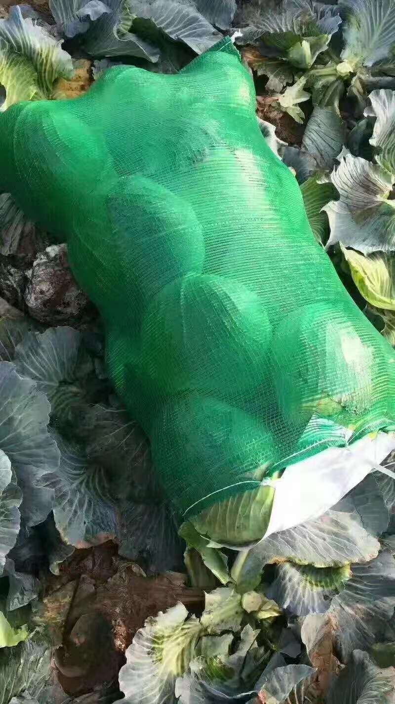 产地直供，奥奇娜包菜，货源充足，代发市场加工厂