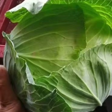 产地直供，奥奇娜包菜，货源充足，代发市场加工厂