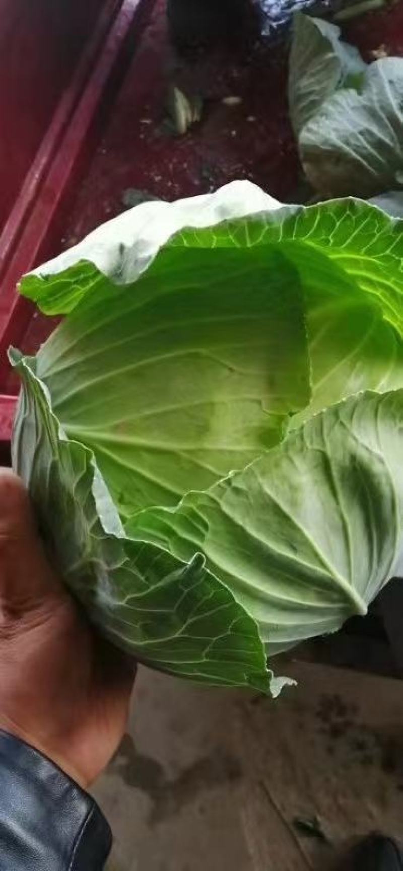 产地直供，奥奇娜包菜，货源充足，代发市场加工厂