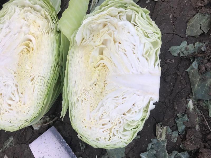 产地直供，奥奇娜包菜，货源充足，代发市场加工厂