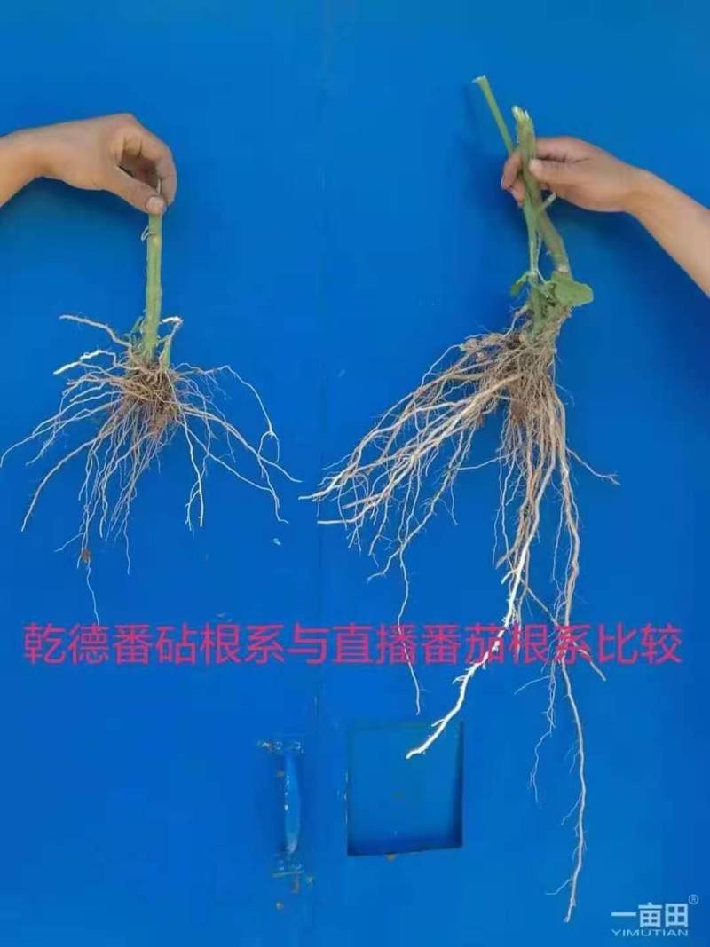 番茄砧木乾德番砧嫁接易成活亲和力好抗线虫死棵