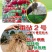 番茄砧木乾德番砧嫁接易成活亲和力好抗线虫死棵