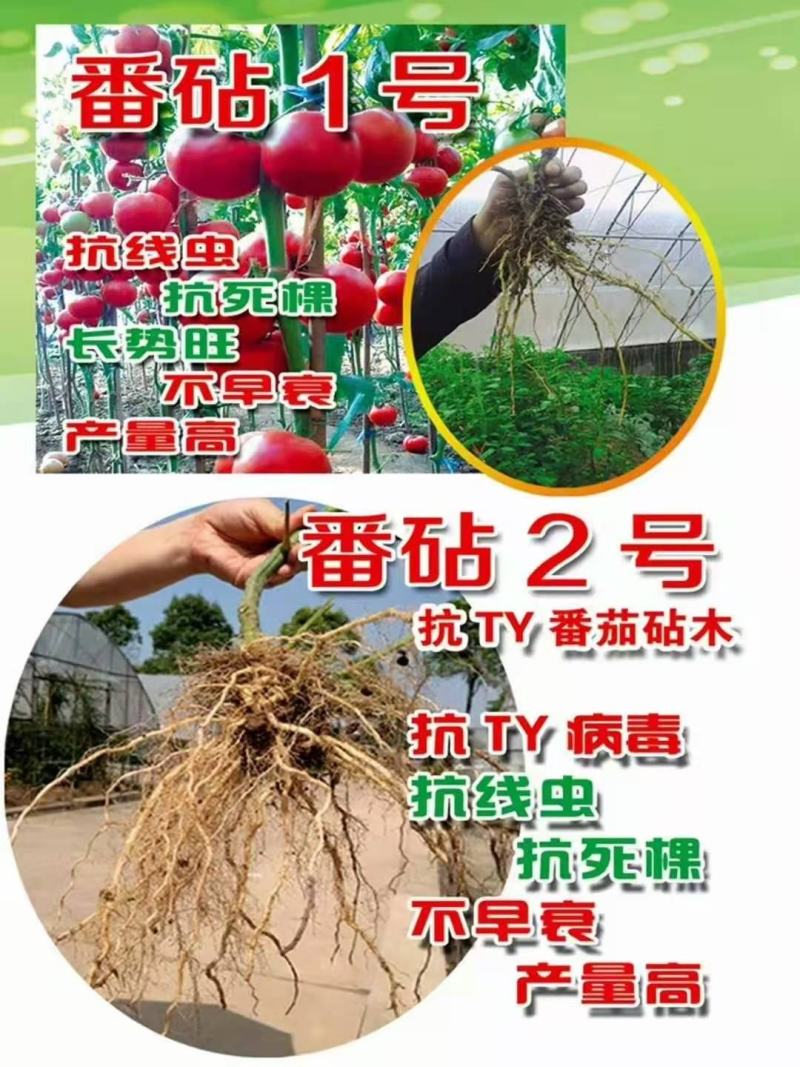 番茄砧木乾德番砧嫁接易成活亲和力好抗线虫死棵