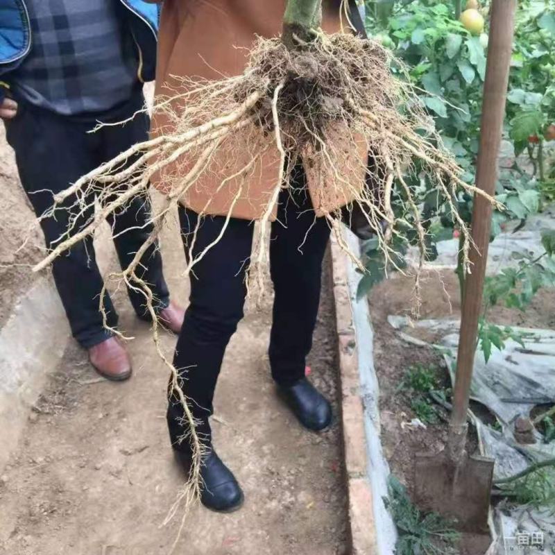 番茄砧木乾德番砧嫁接易成活亲和力好抗线虫死棵