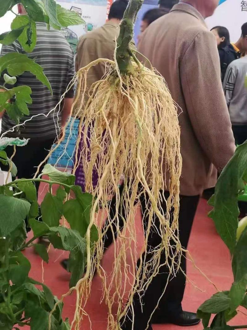 番茄砧木乾德番砧嫁接易成活亲和力好抗线虫死棵
