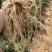番茄砧木乾德番砧嫁接易成活亲和力好抗线虫死棵