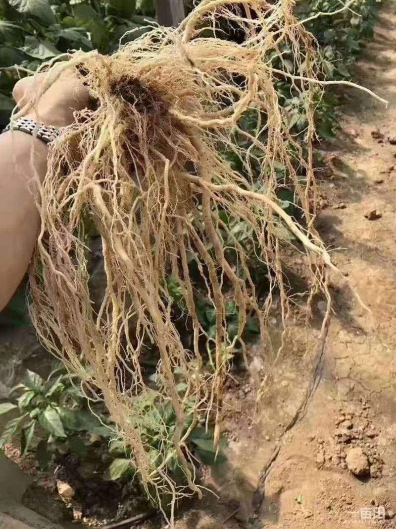番茄砧木乾德番砧嫁接易成活亲和力好抗线虫死棵